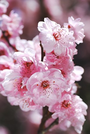 Glowing Soft Blossom Prunus